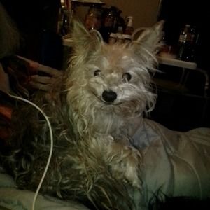 Meet your Posher, Nancy